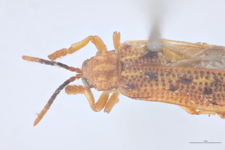 Agonia interrupta T Head-Close-Up.jpg