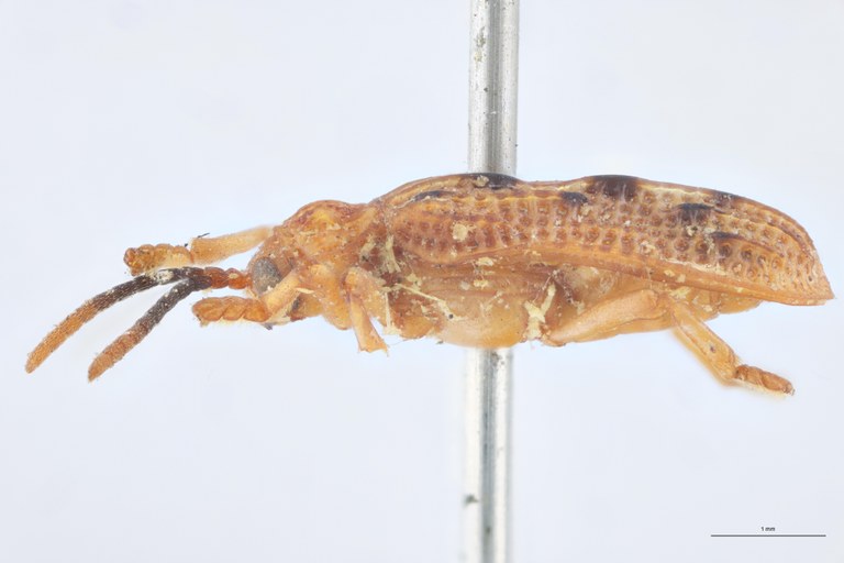 Agonia interrupta T L.jpg