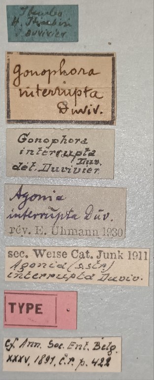 Agonia interrupta T Labels.jpg