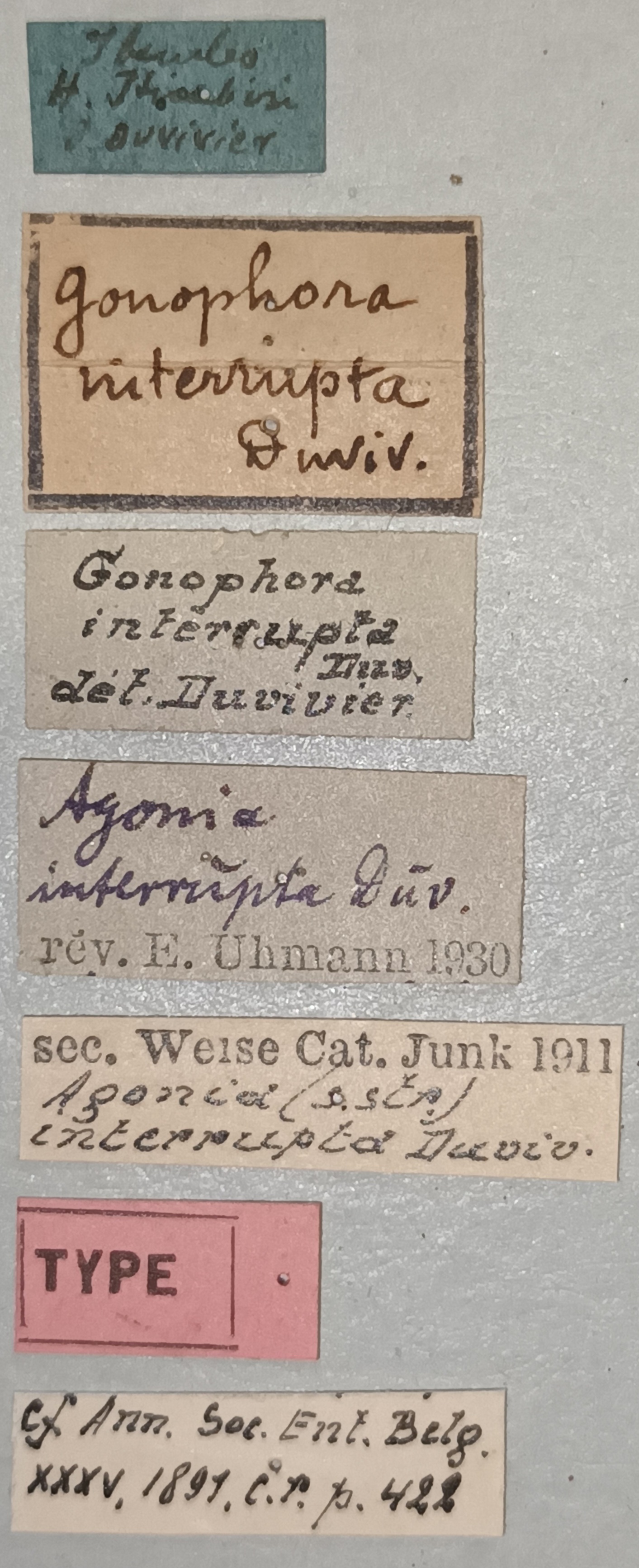 Agonia interrupta T Labels.jpg