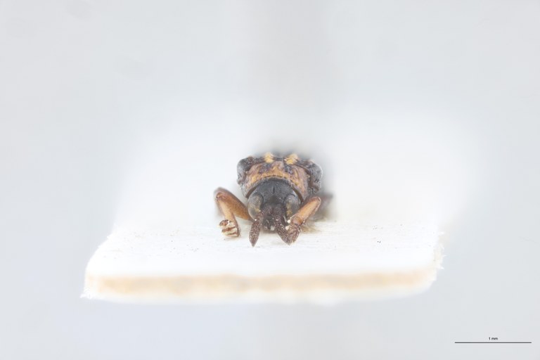 Agonia parallela Pt F.jpg