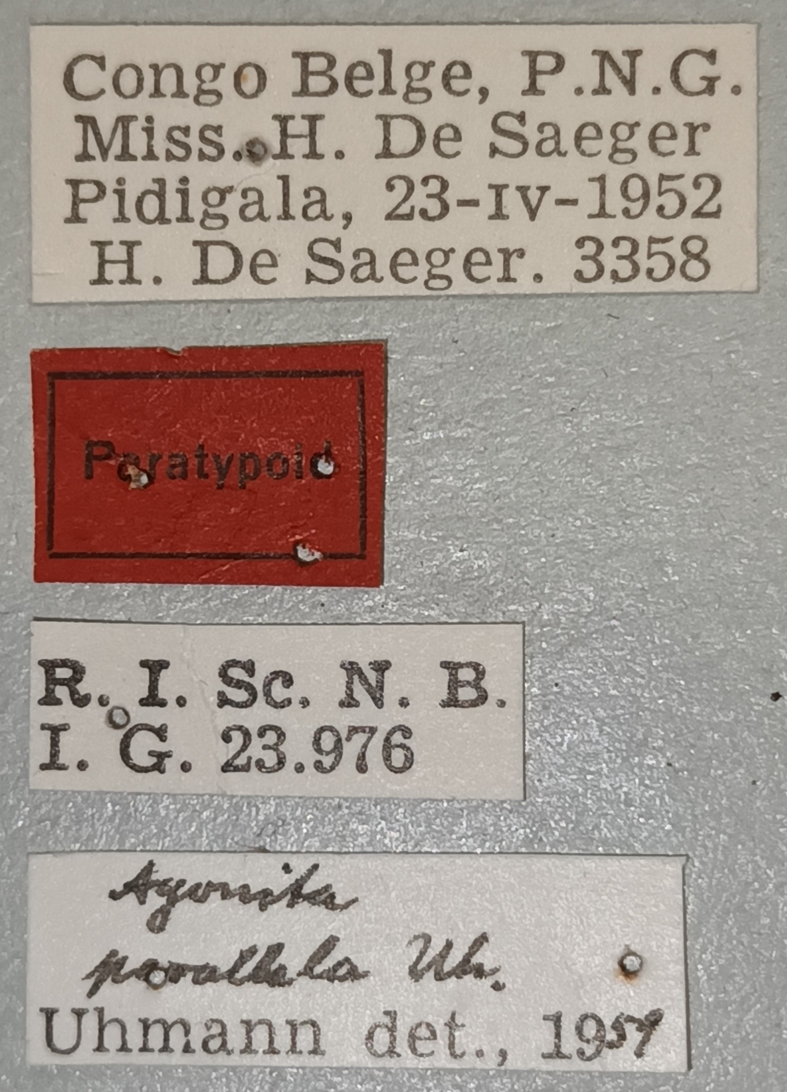 Agonia parallela Pt Labels.jpg