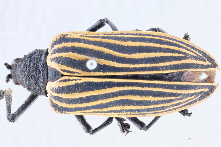 Alurnus chapuisi T D.jpg