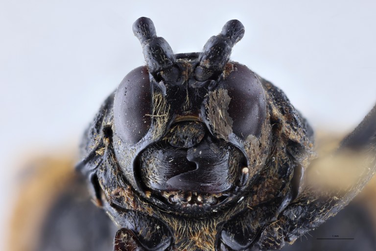 Alurnus chapuisi T F-V.jpg