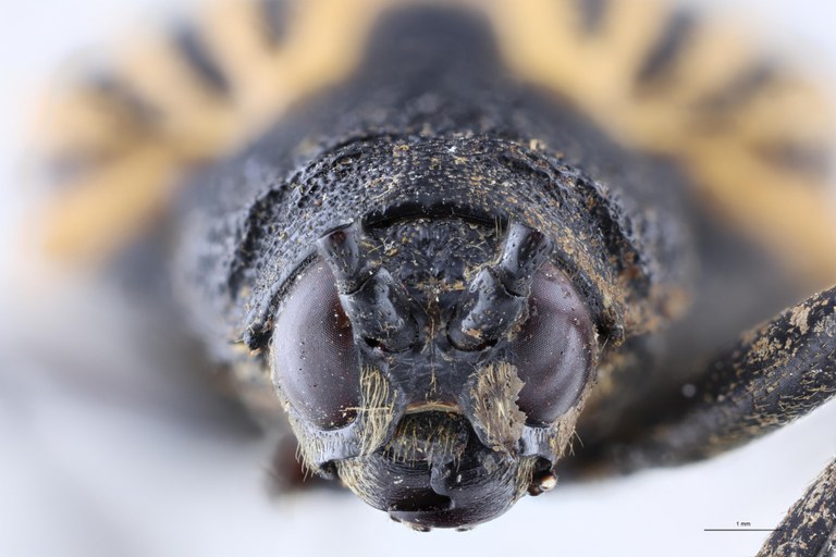 Alurnus chapuisi T F.jpg