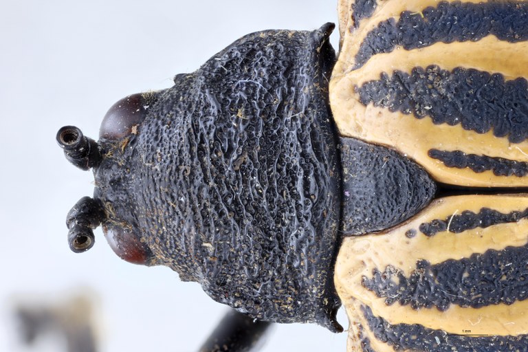 Alurnus chapuisi T Head-Close-Up.jpg