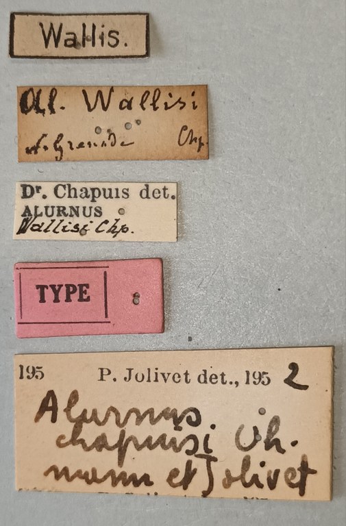 Alurnus chapuisi T Labels.jpg