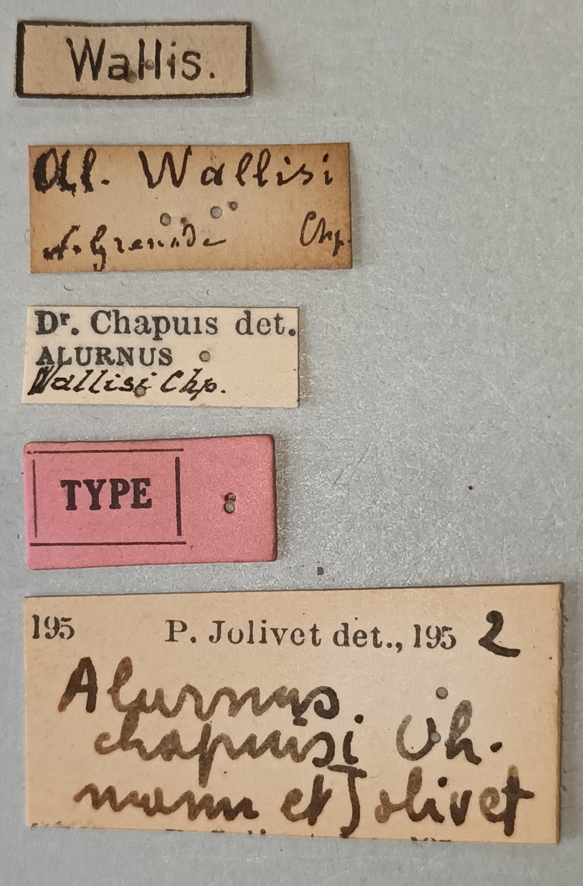Alurnus chapuisi T Labels.jpg