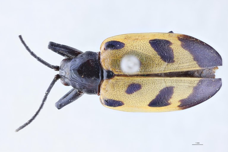 Alurnus salvini Ex-T D.jpg