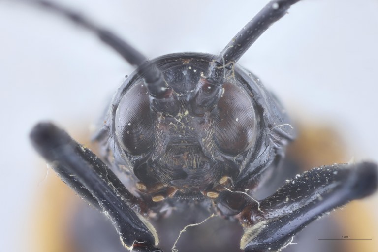 Alurnus salvini Ex-T F-V.jpg