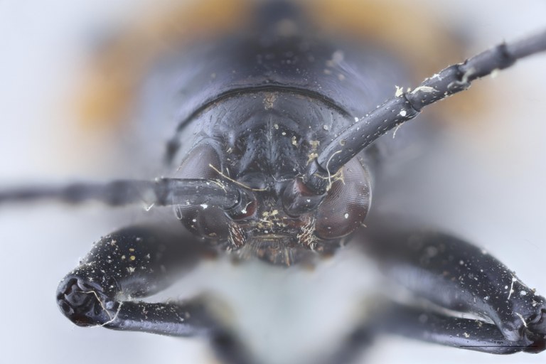 Alurnus salvini Ex-T F.jpg