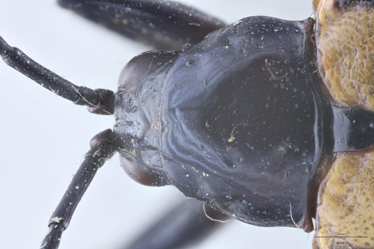 Alurnus salvini Ex-T Head-Close-Up.jpg