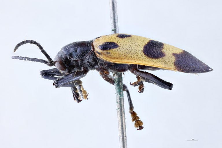 Alurnus salvini Ex-T L.jpg