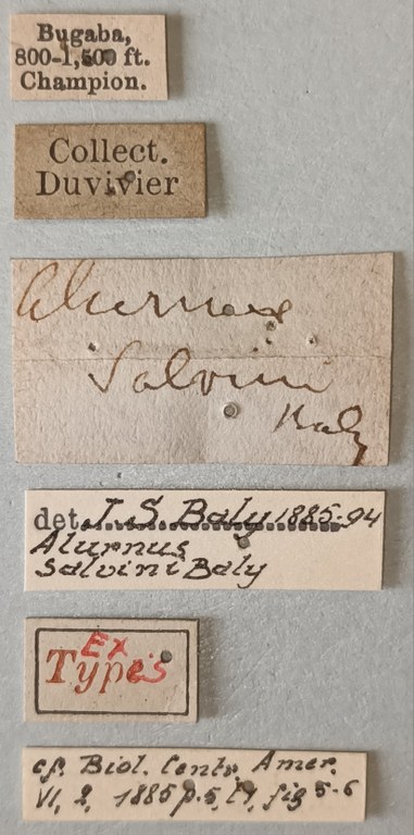 Alurnus salvini Ex-T Labels.jpg