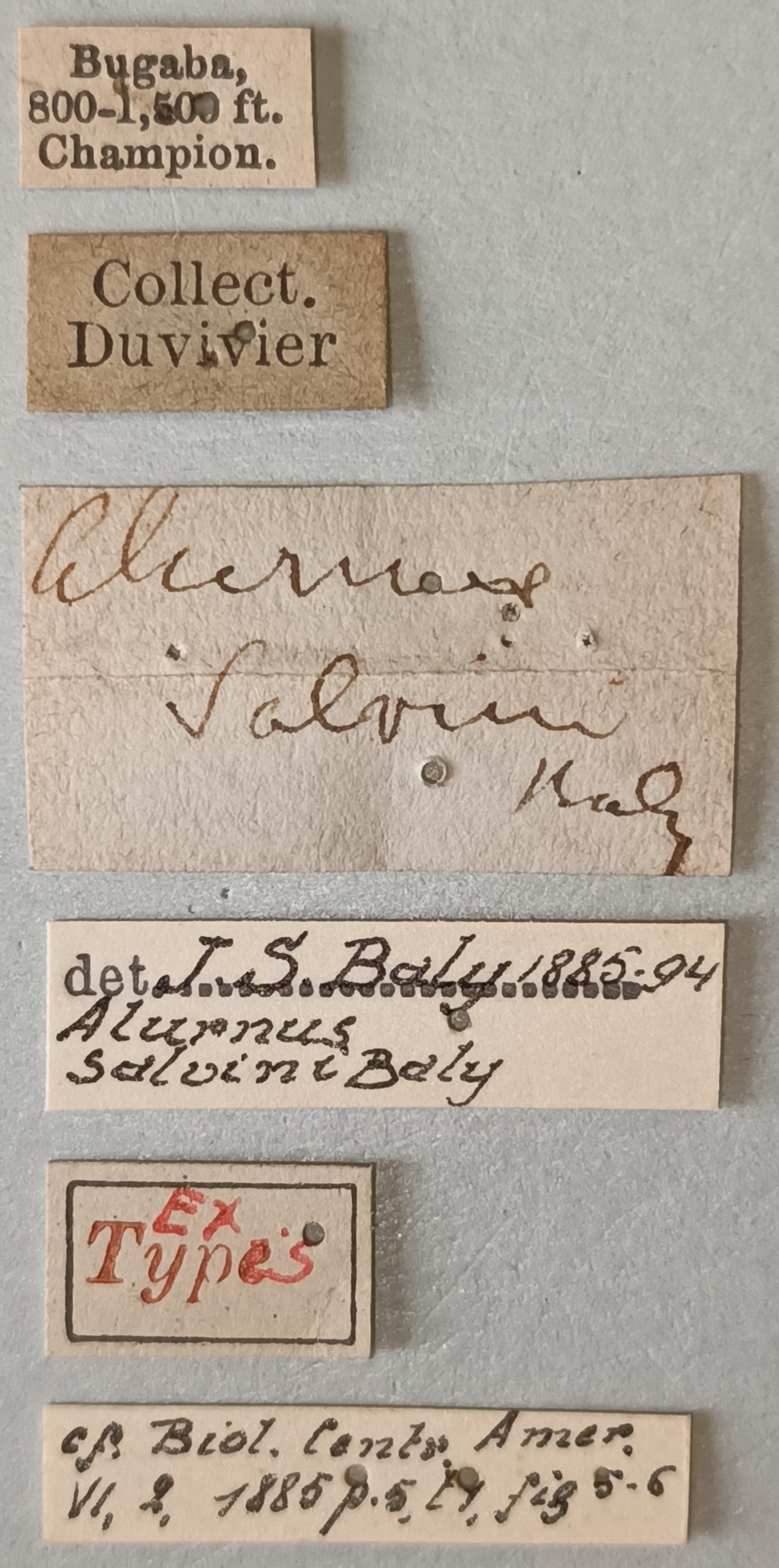 Alurnus salvini Ex-T Labels.jpg