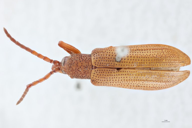 Anisodera candezei Ex-T D.jpg