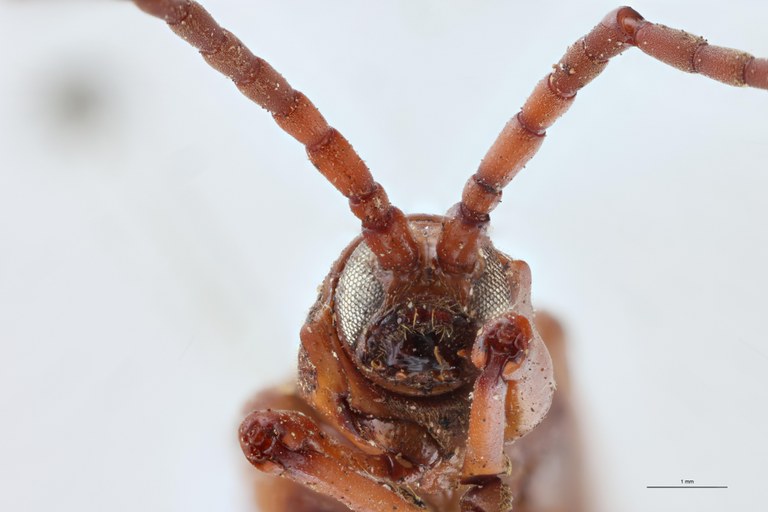 Anisodera candezei Ex-T F-V.jpg