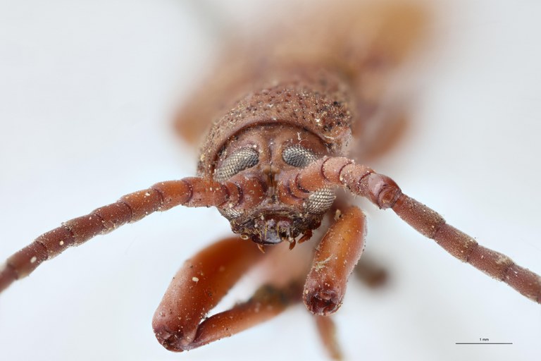 Anisodera candezei Ex-T F.jpg