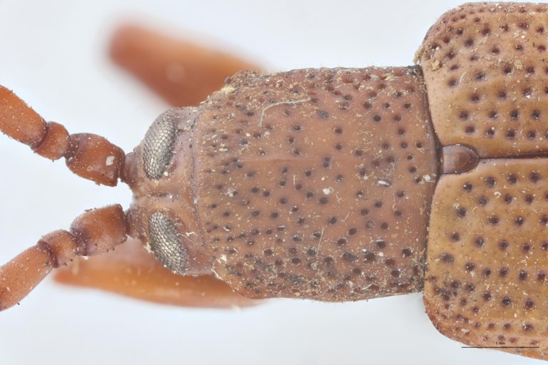 Anisodera candezei Ex-T Head-Close-Up.jpg