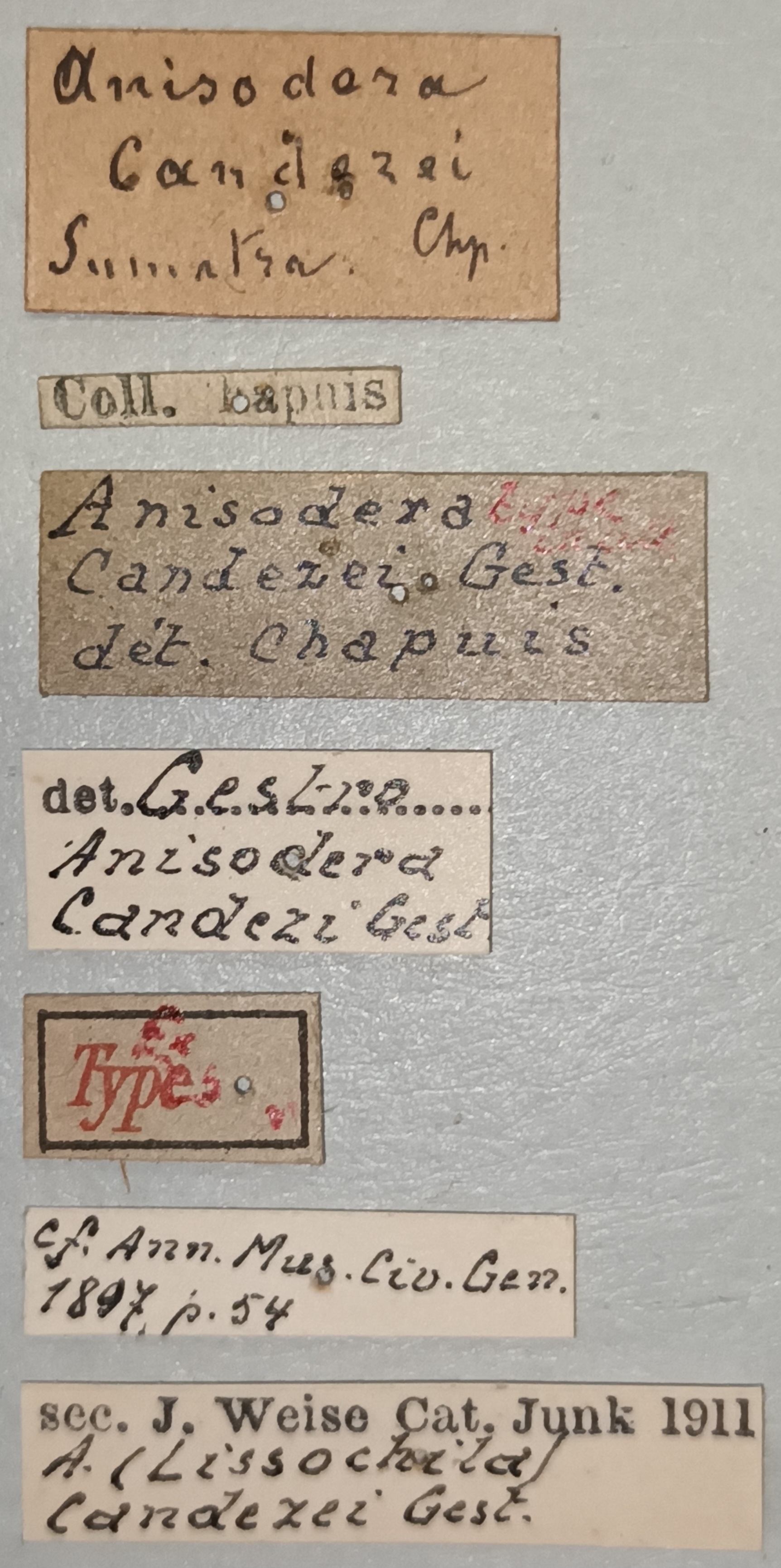 Anisodera candezei Ex-T Labels.jpg