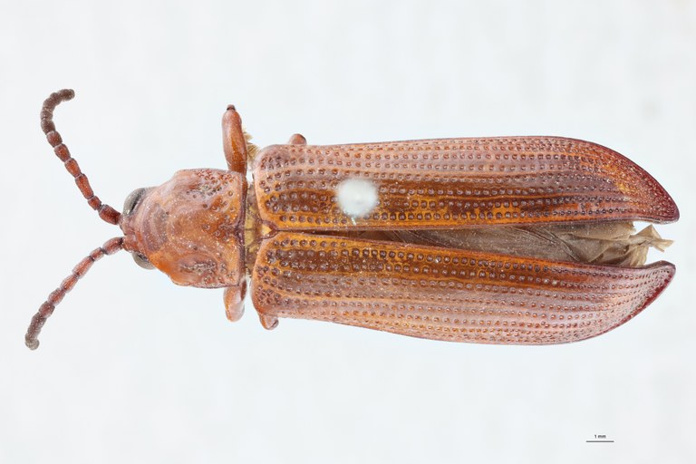 Anisodera gestroi F Ex-T D.jpg