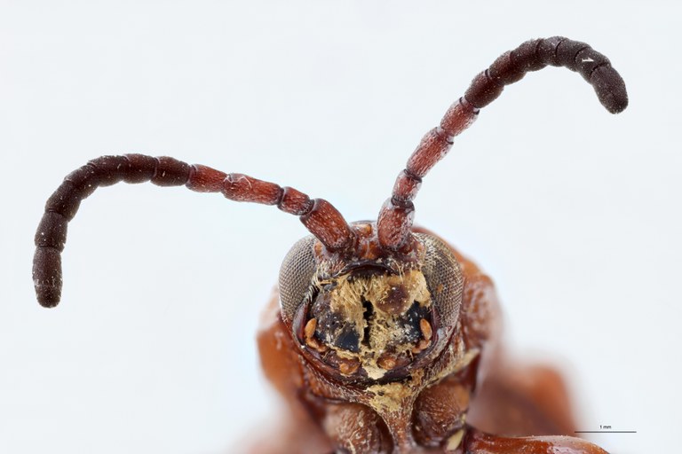 Anisodera gestroi F Ex-T F-V.jpg