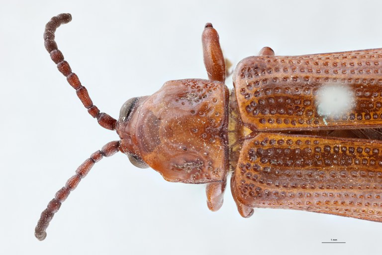 Anisodera gestroi F Ex-T Head-Close-Up.jpg