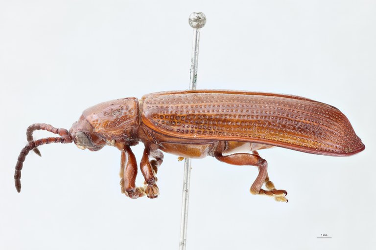 Anisodera gestroi F Ex-T L.jpg