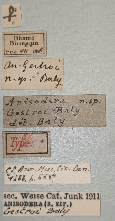 Anisodera gestroi F Ex-T Labels.jpg