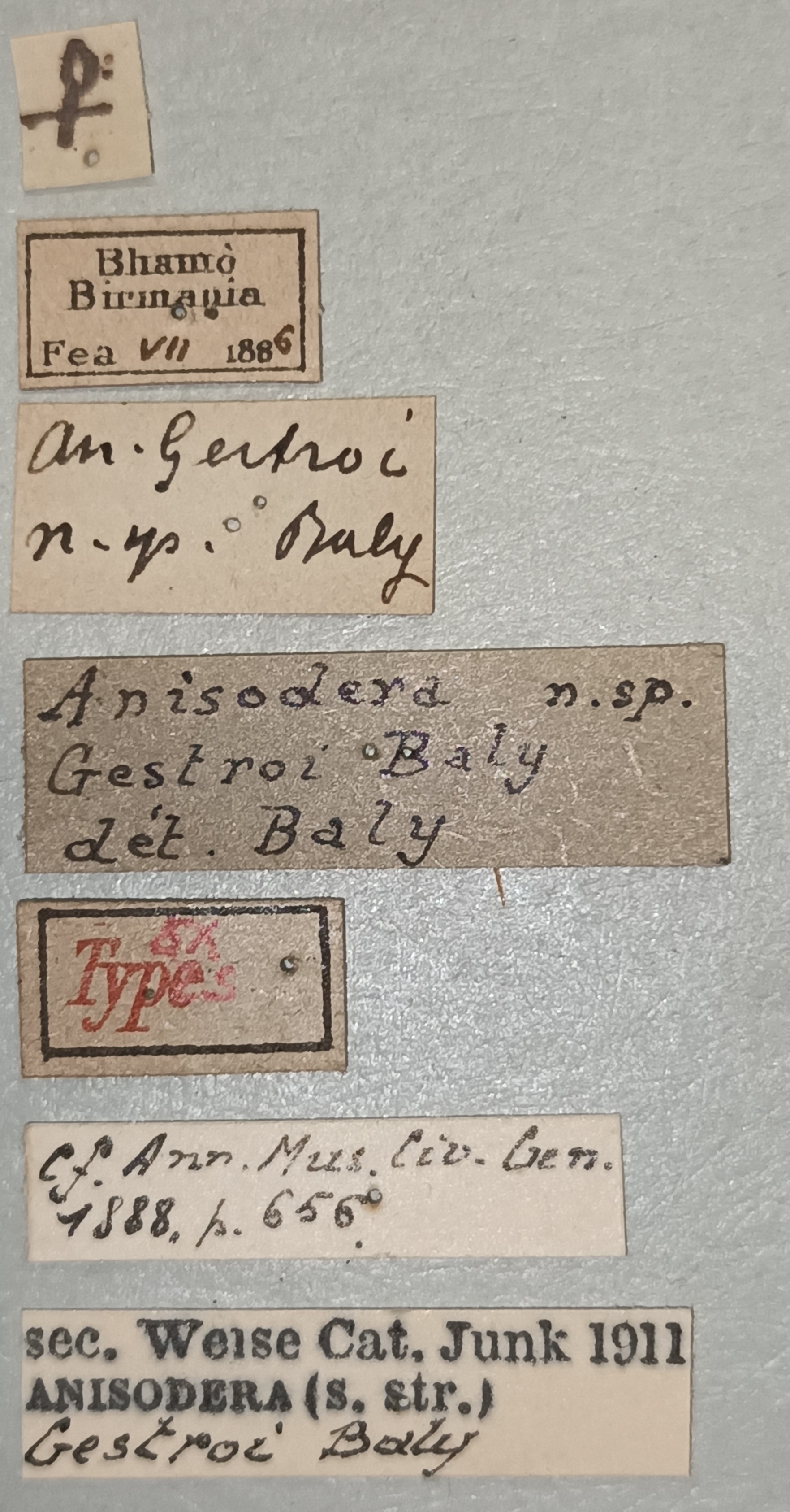 Anisodera gestroi F Ex-T Labels.jpg