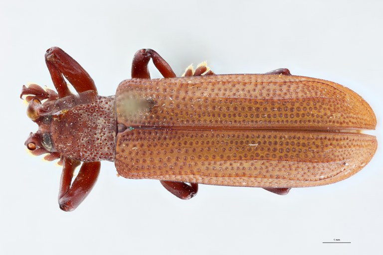 Anisodera humilis Ex-T D.jpg