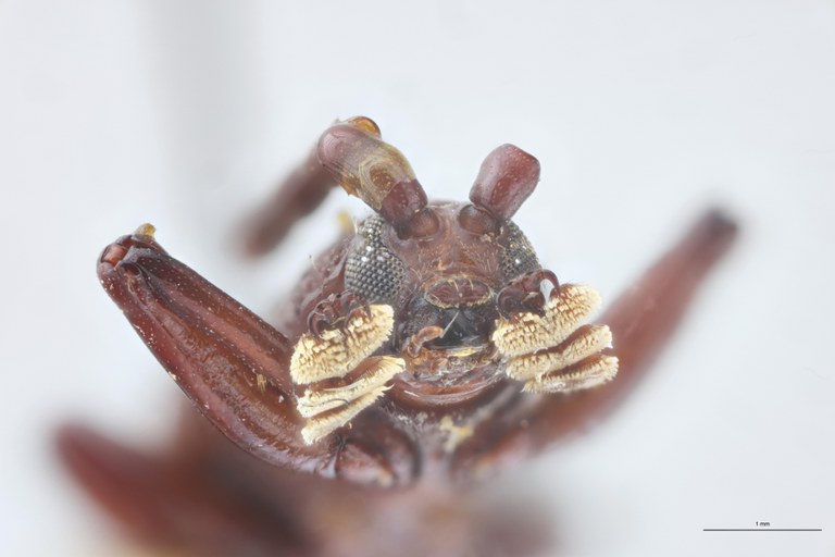 Anisodera humilis Ex-T F-V.jpg