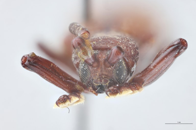 Anisodera humilis Ex-T F.jpg