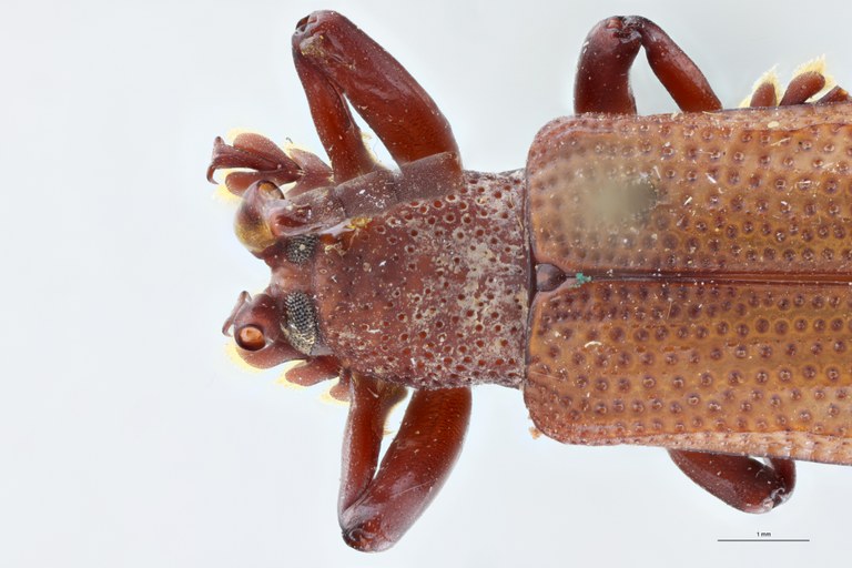 Anisodera humilis Ex-T Head-Close-Up.jpg