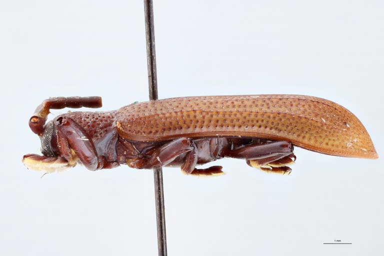 Anisodera humilis Ex-T L.jpg