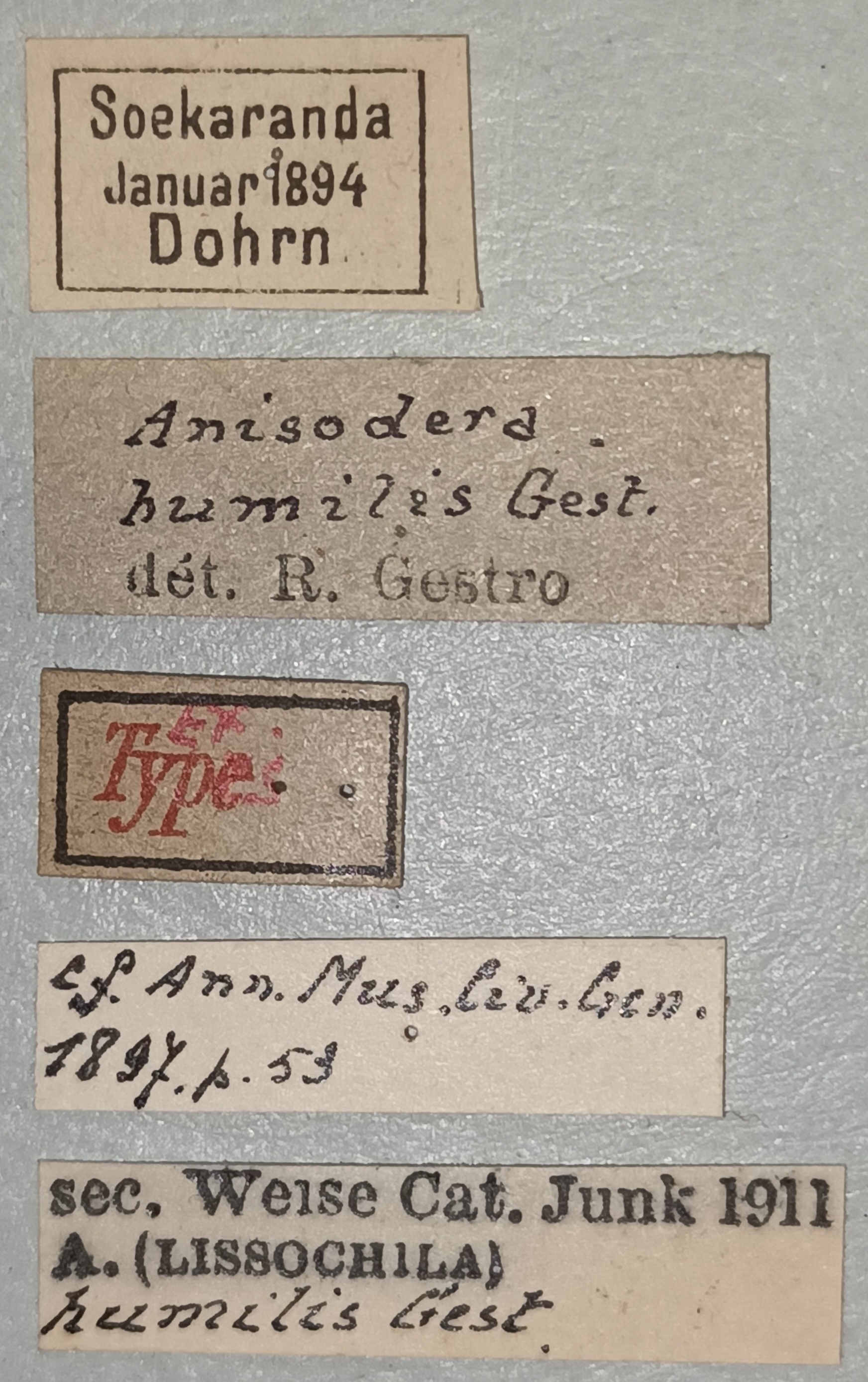 Anisodera humilis Ex-T Labels.jpg