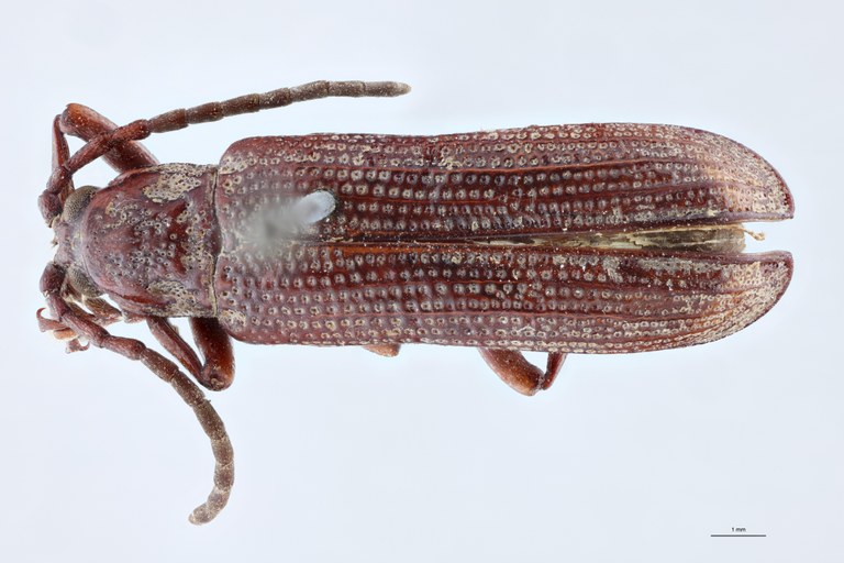 Anisodera nasuellii Ex-T D.jpg