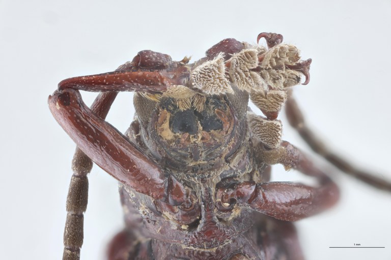 Anisodera nasuellii Ex-T F-V.jpg