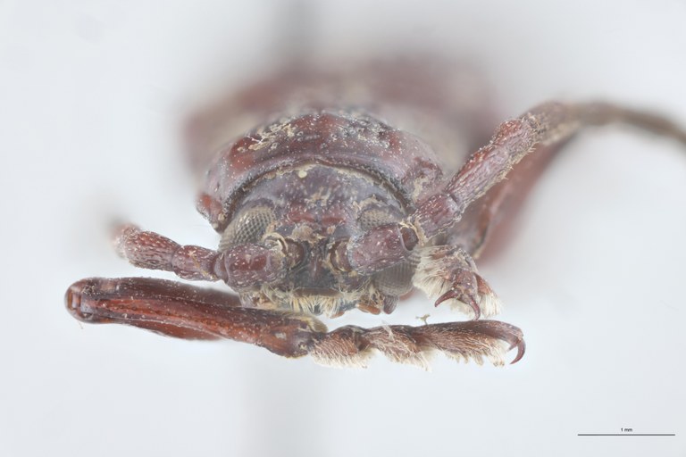 Anisodera nasuellii Ex-T F.jpg