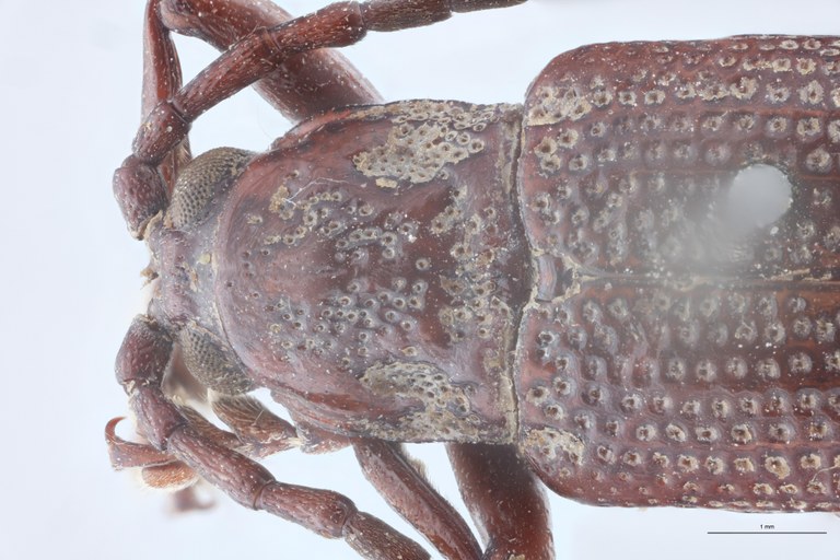 Anisodera nasuellii Ex-T Head-Close-Up.jpg