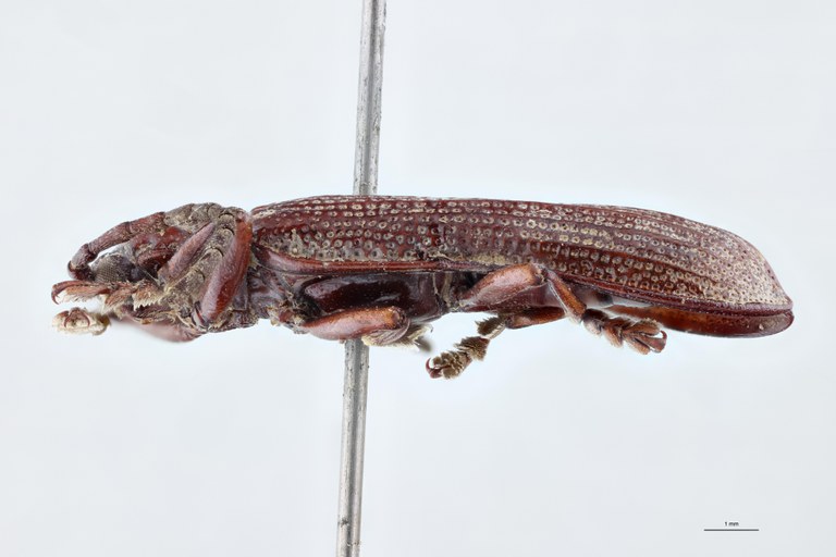 Anisodera nasuellii Ex-T L.jpg