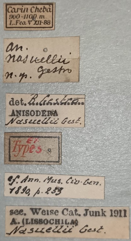 Anisodera nasuellii Ex-T Labels.jpg