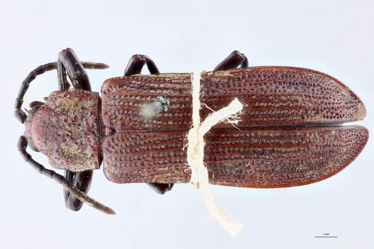 Anisodera propinqua Ex-T D.jpg