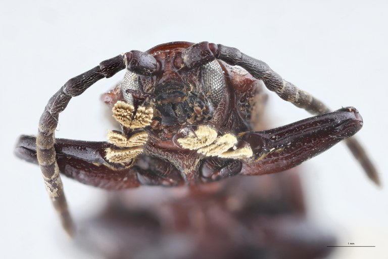 Anisodera propinqua Ex-T F-V.jpg