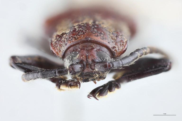 Anisodera propinqua Ex-T F.jpg