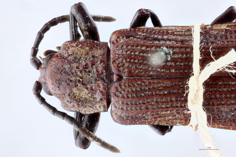 Anisodera propinqua Ex-T Head-Close-Up.jpg