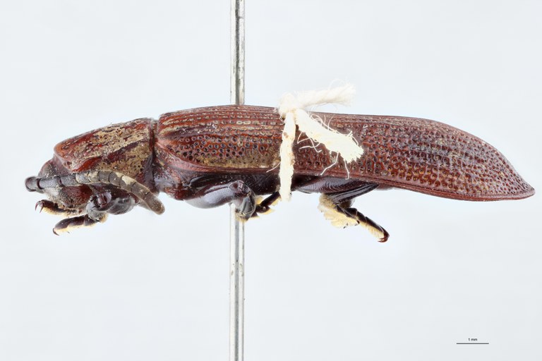 Anisodera propinqua Ex-T L.jpg