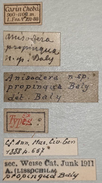Anisodera propinqua Ex-T Labels.jpg