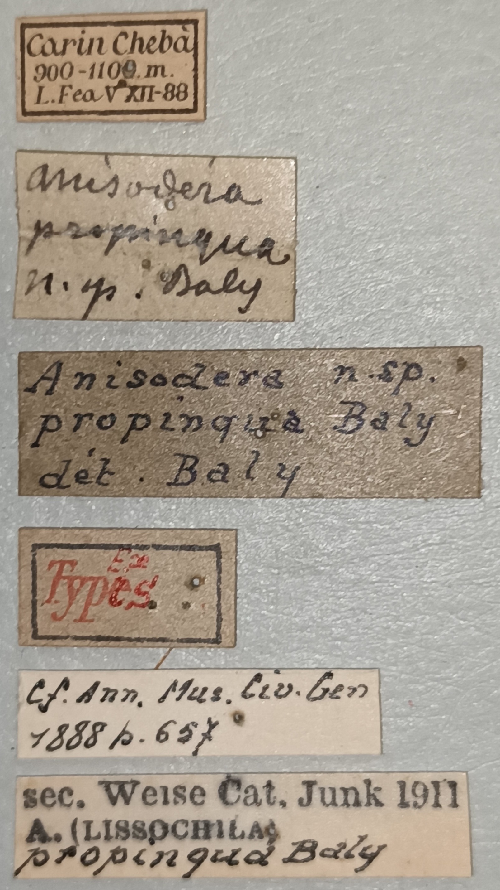 Anisodera propinqua Ex-T Labels.jpg