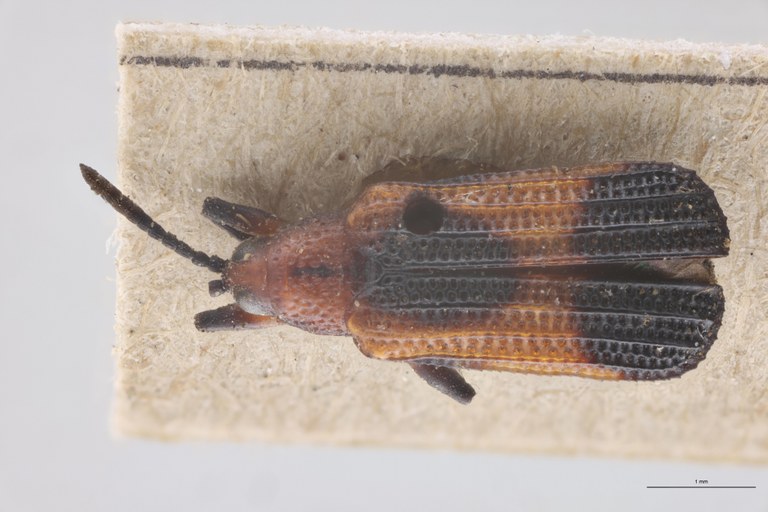 Anoplitis lebasi Ex-T D.jpg